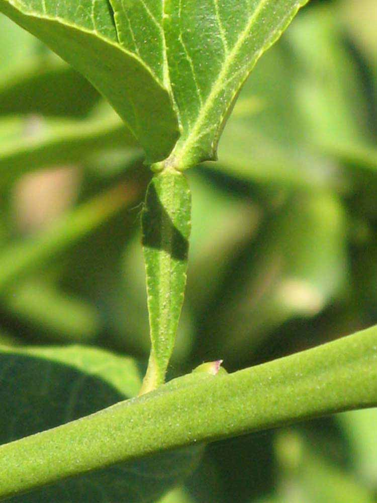                Petiole (Swingle, Riverside, CA)       